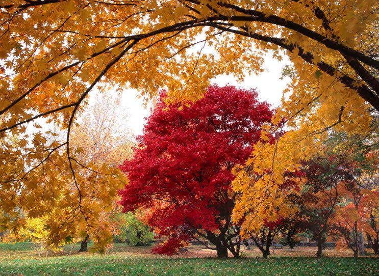 Arnold Arboretum, United States